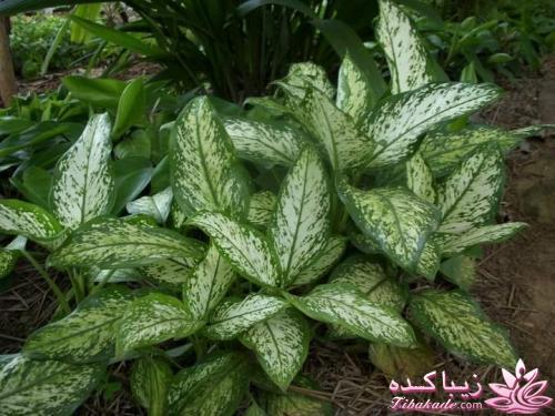 چه گلهايي را مشناسيم؟ 